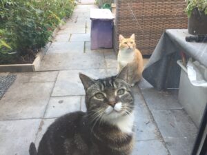 Partners in crime. Karèl (van Riekje) en onze Snoep. Karèl is overigens dagelijks kind aan huis bij ons om te eten uit Snoep z'n bakje wel te verstaan. Dan 'sniekt' 'ie gewiekst onder de open staande keukendeur naar binnen zonder dat wij het buiten zittend door hebben. Wij zien hem vervolgens voldaan en volkomen rustig alleen nog maar naar buiten lopen. Langs ons heen de tuin uit. En dan heeft 'ie het weer geflikt.
