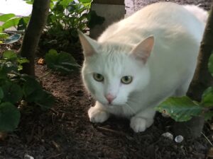 Dit is die agressieve witte kater. Toen ik deze foto van dichtbij maakte begon hij al naar mij uit te halen.