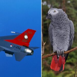 De F-16 met registratie J-252 voorzien van een rode staart met opschrift 322 40 jaar. Polley Grey is de naam van de grijze roodstaartpapegaai die als mascotte fungeert voor het 322 squadron van de Koninklijke Luchtmacht dat in 1983 haar 40-jarige bestaan vierde.