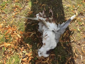 Martien had ten onrechte ongelijk over die dode hoek. Deze (dode) meeuw trof ik een paar weken later aan, aan de overkant bij ons aan de straatkant. Hij ligt overigens in de schaduw van een boom, het is niet mijn schaduw, mocht dat nog iets toevoegen. Altijd verbazingwekkend dat zo'n beest een dag later alweer is weggehaald.