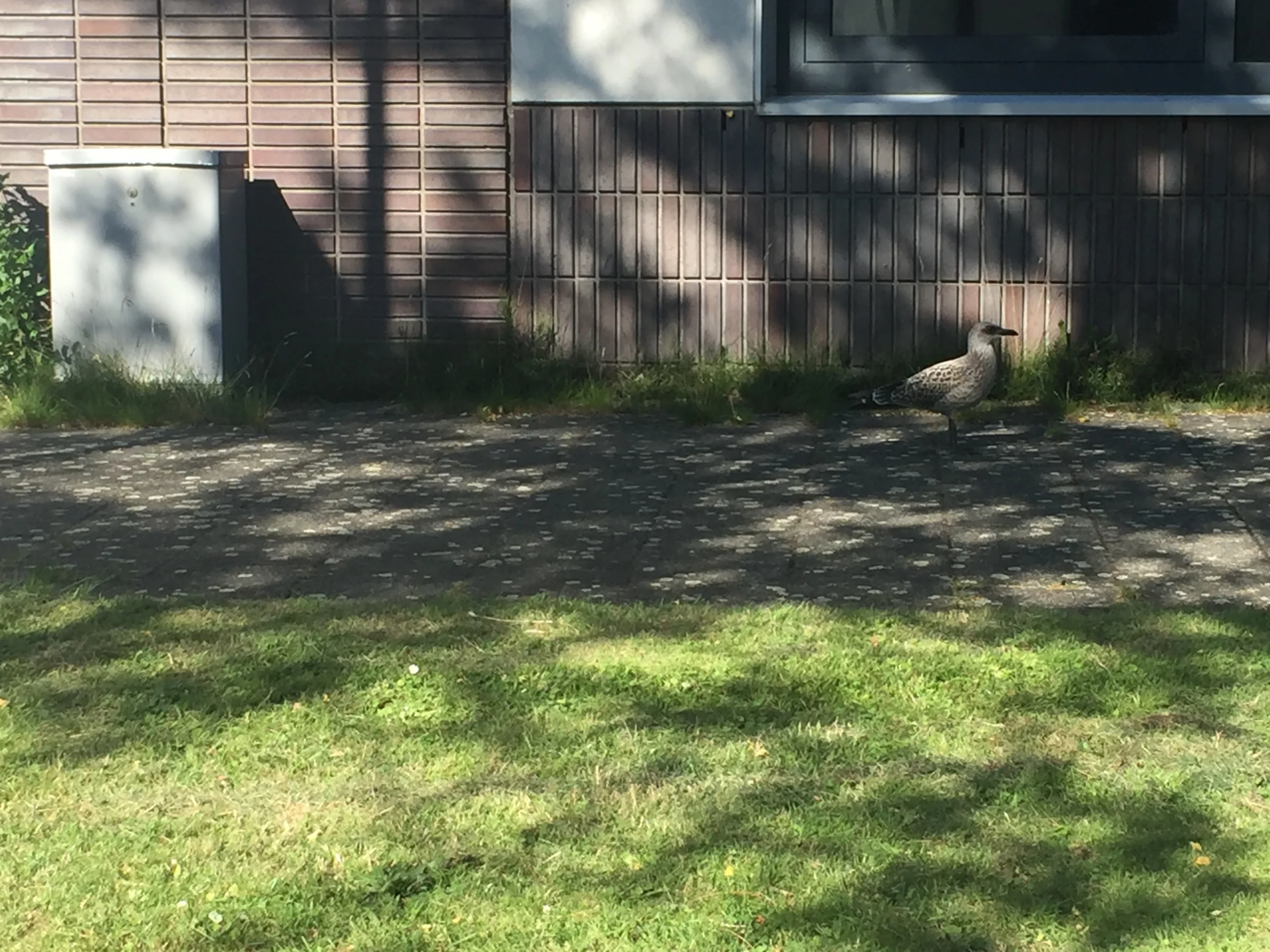 En als ze eenmaal hier in de buurt op de grond rondscharrelen. Dan komt het ook goed. Maar en dat is ook zo, deze is wel een stuk groter dan de 'onze' (te) jonge zeemeeuw.